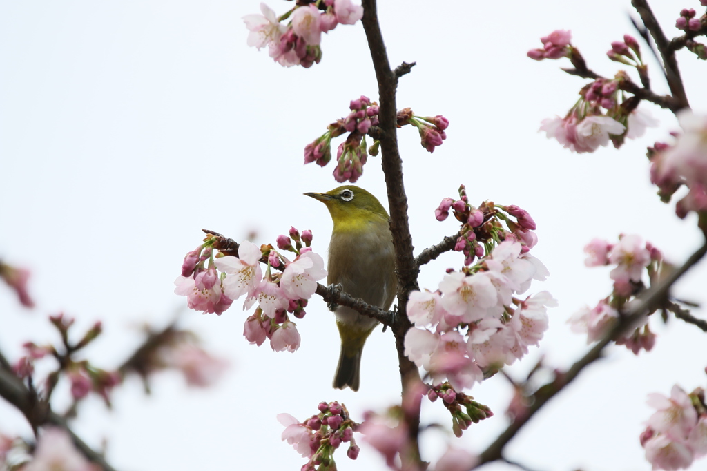 春くもり