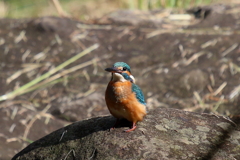 今日のカワ子ちゃん？