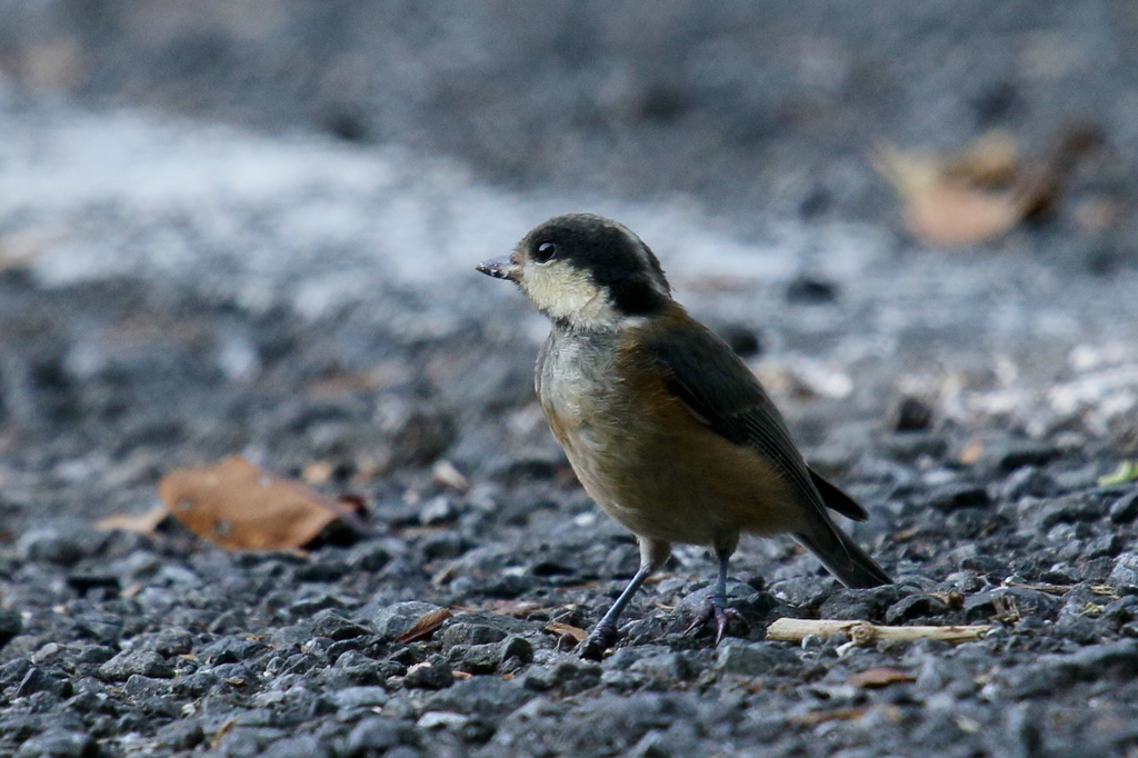 ヤマガラッ子２