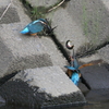 給餌１