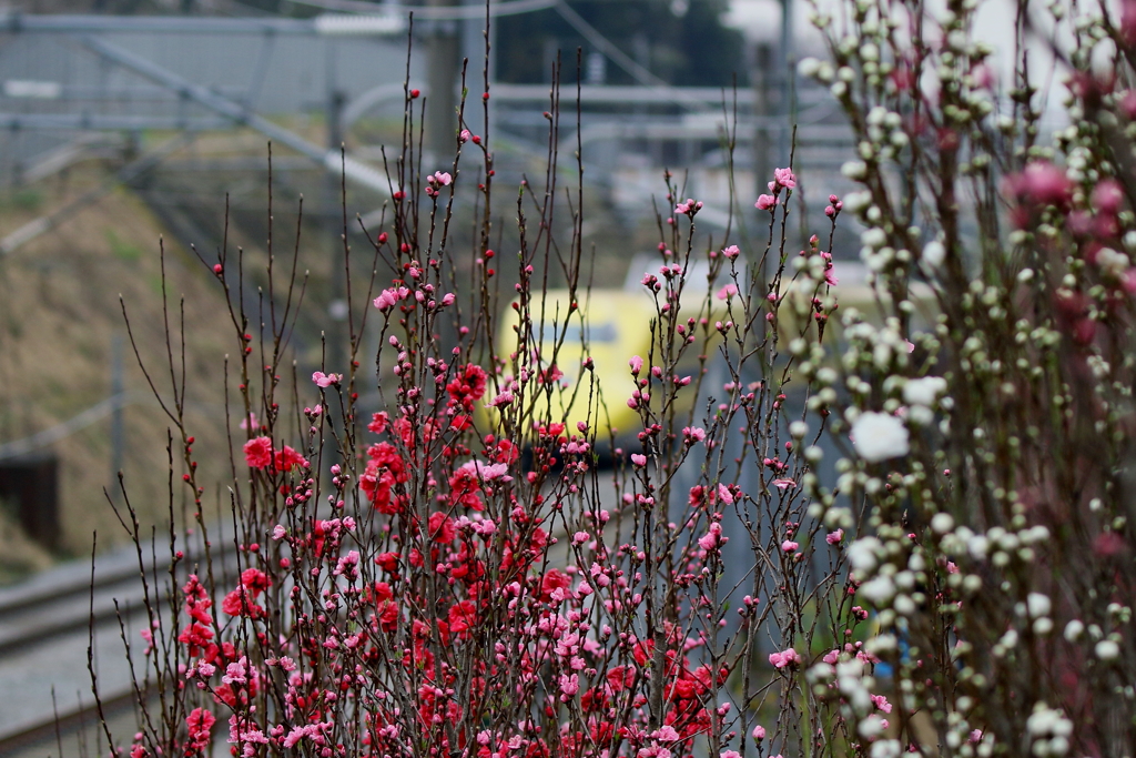 モモの花