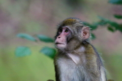 サル君