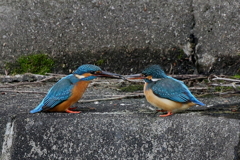奥様お食事です