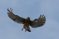 とおちゃん狩りに行く
