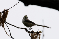 くわえアオムシ