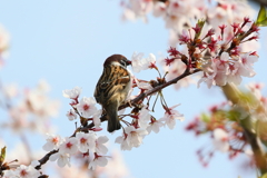 すずめちゃん