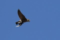 ハヤブサさん４