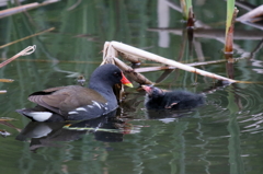 ごはんですよ２