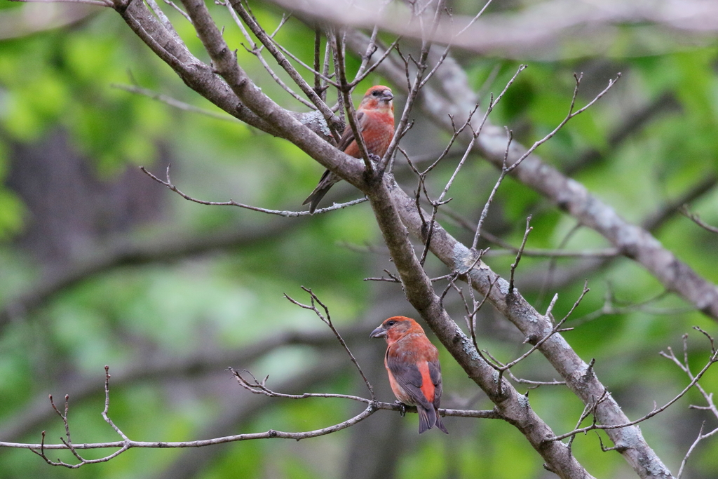イスカさん２羽