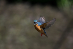 パパセミホバ１