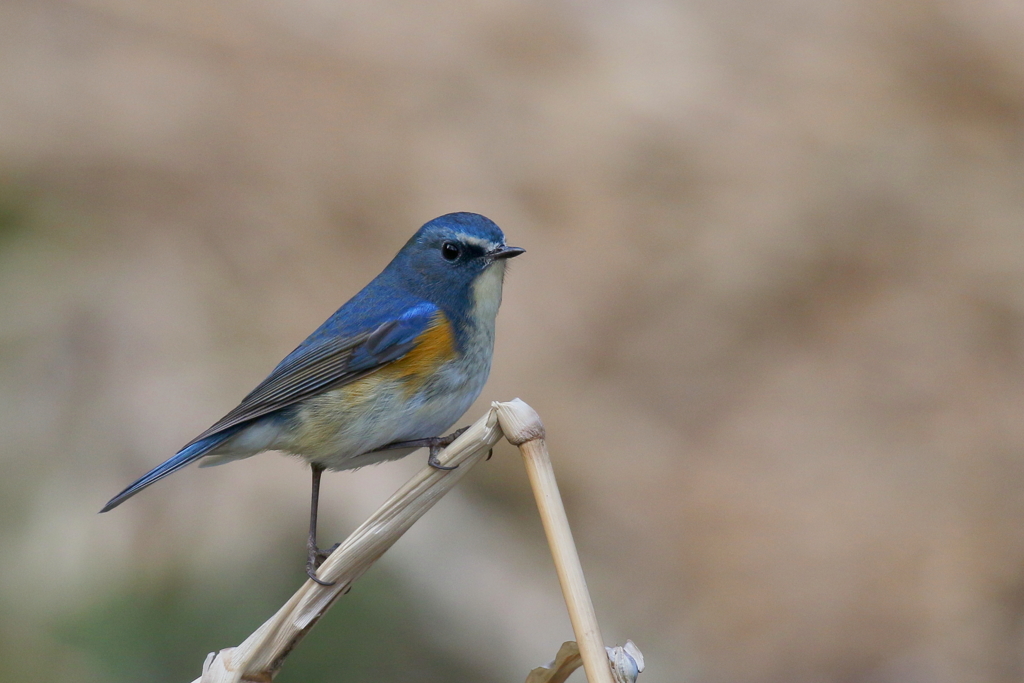 ルリビタキ君３