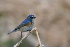 ルリビタキ君３