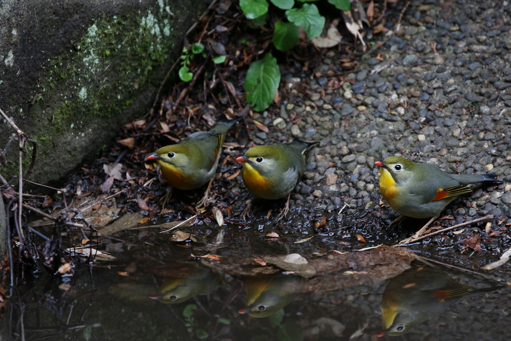 水飲み3