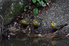 水飲み3