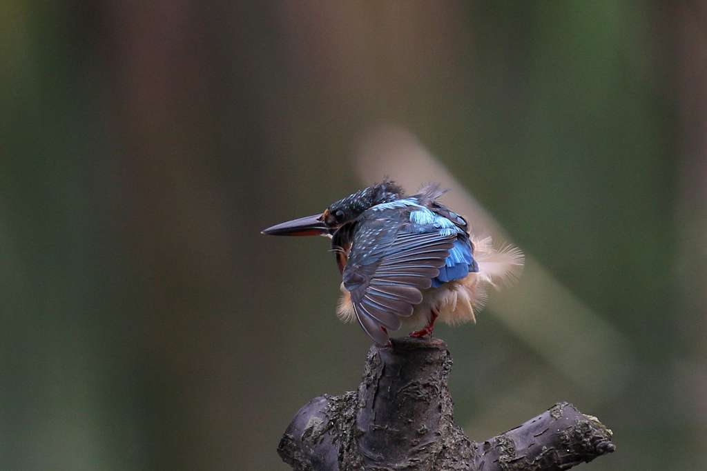 今日のカワ子ちゃん　羽繕い２