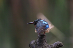 今日のカワ子ちゃん　羽繕い２
