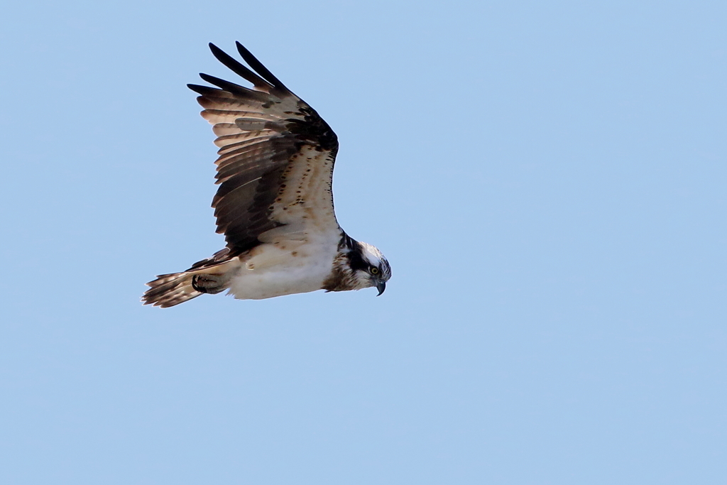 本日のミサゴ２