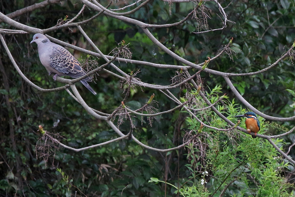 鳩さんと２ショット