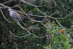 鳩さんと２ショット