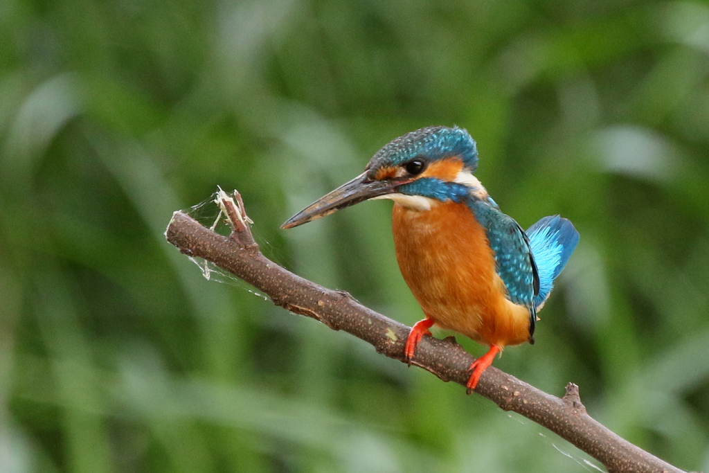 今日のパパカワ