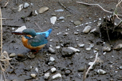 カワ子ちゃん２