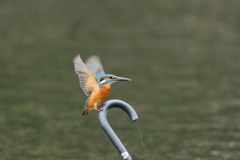 お気に入りの傘