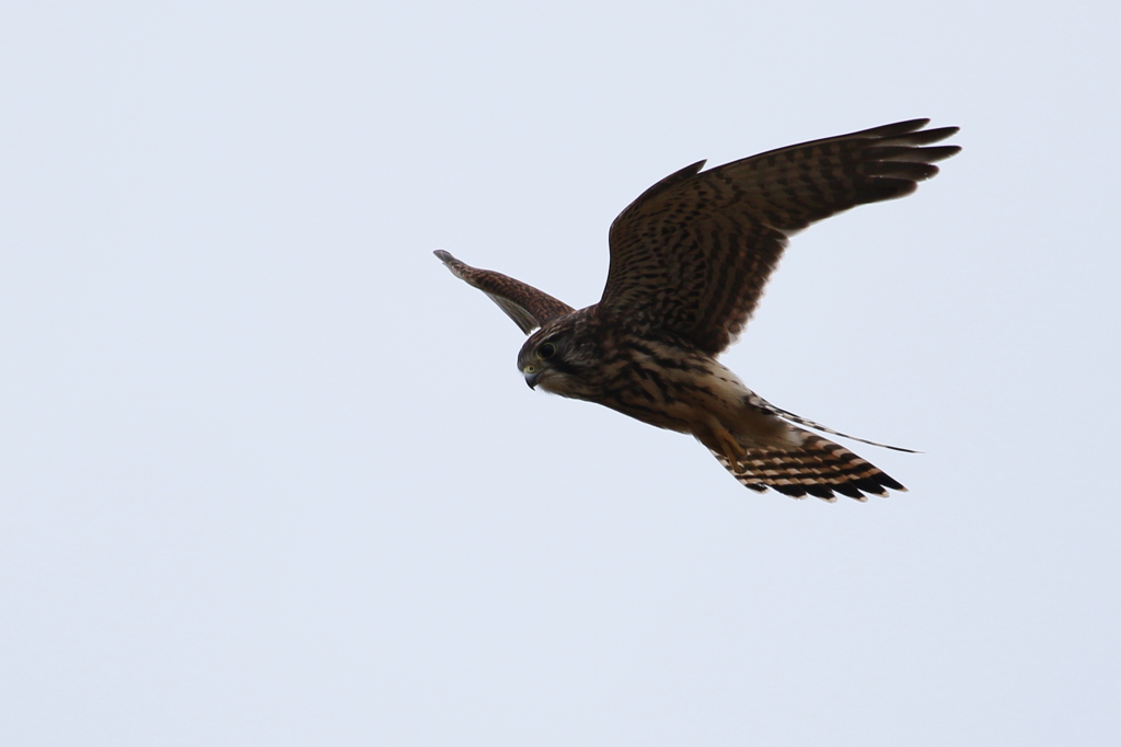 チョウゲンかあちゃん