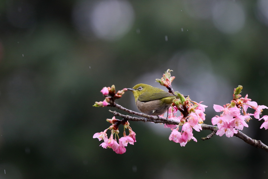 雨です