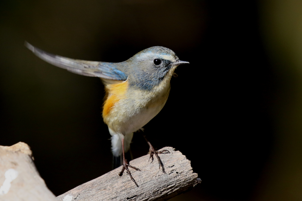 今日のルリ君 右