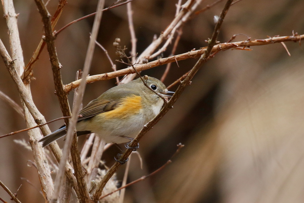 ルリ子さん１　春よ来い