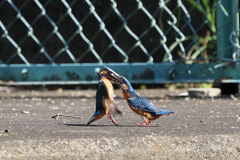 縄張り争い２