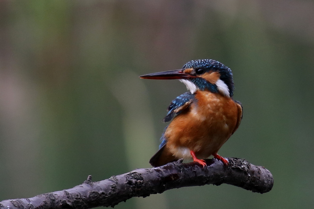 もう少し・・・