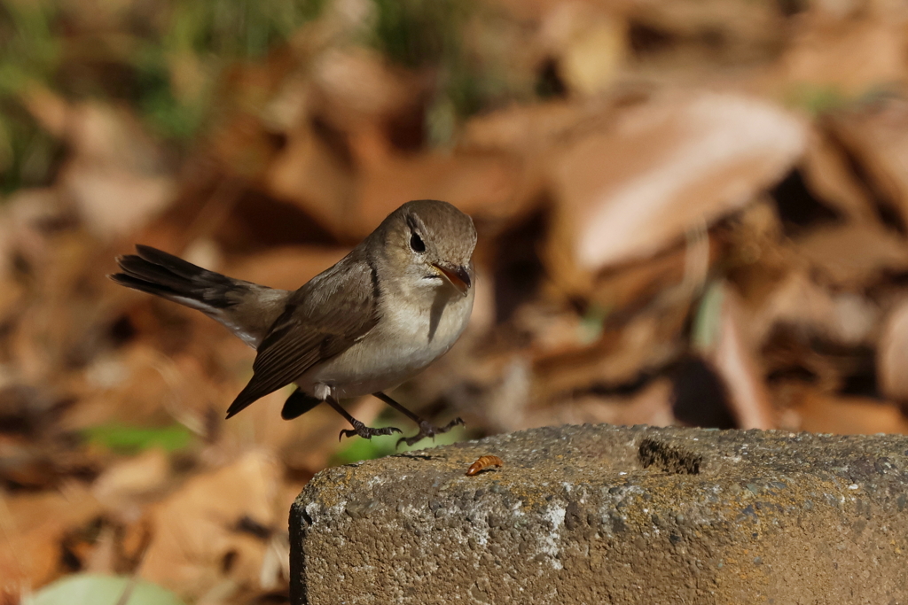 ニシオジロビタキさん２