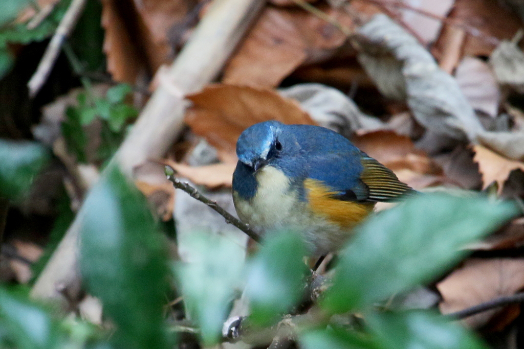今日も元気なルリ男君