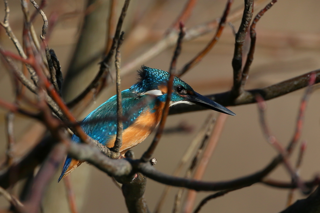 スーパーカワセミ