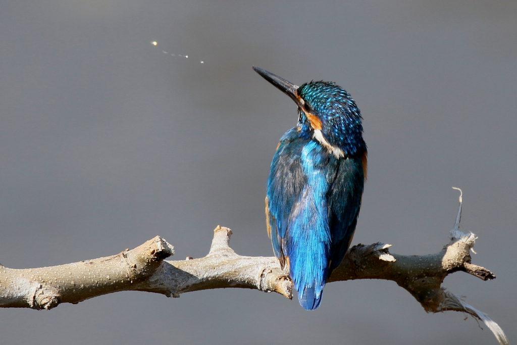 今日のカワ男君２号