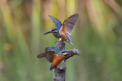 若セミ １号２号