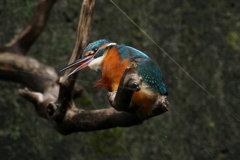 今日のカワ子ちゃん