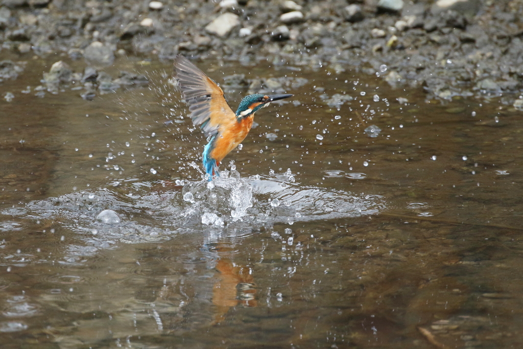 今日のカワ君１