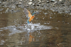 今日のカワ君１