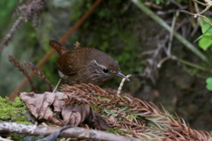 ご飯係１