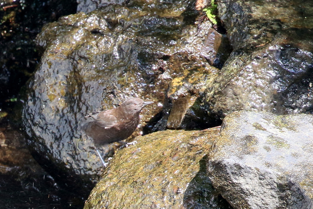 カワガラスさん２