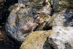 カワガラスさん２