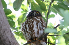 アオバズクメス？