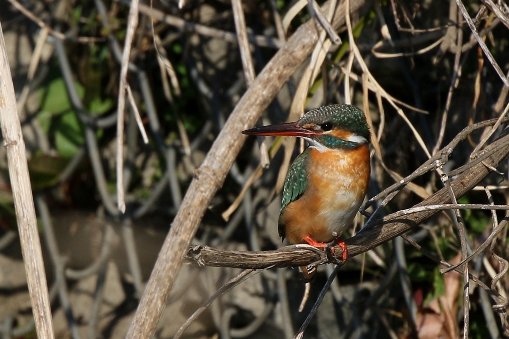 今日のカワ子さん