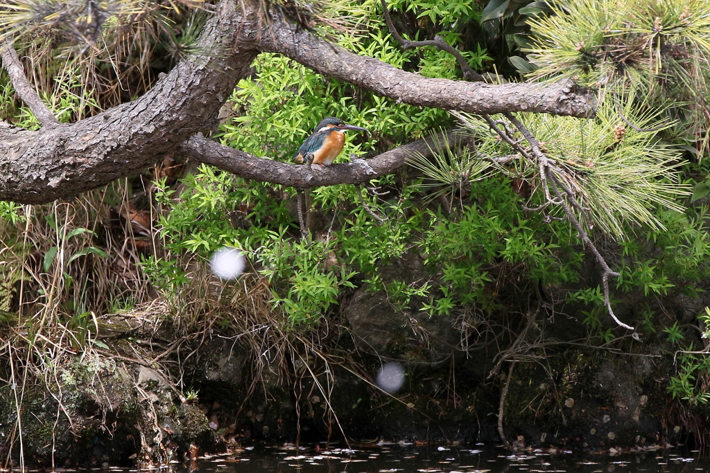 心霊写真ではありません