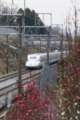 桃の花