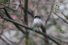 エナガちゃん２