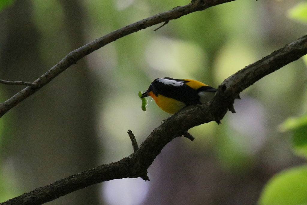 キビタキさん２