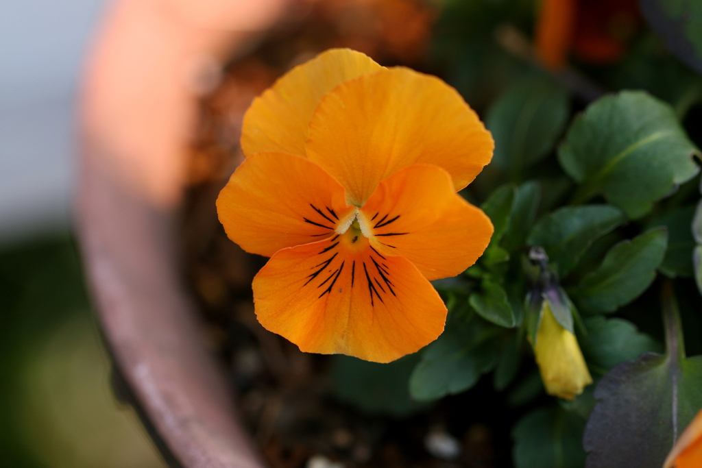 春の花２